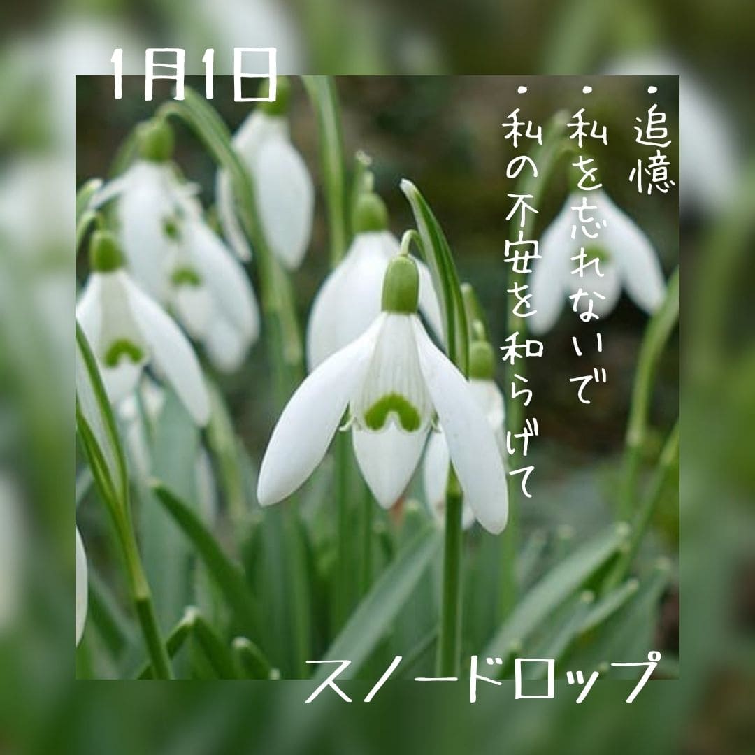 1月16日の誕生花 スノードロップ どんな花？あなたに送る花言葉は