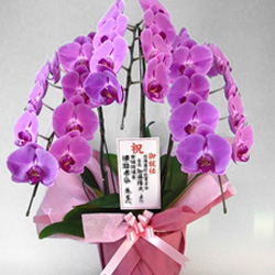 就任祝いで胡蝶蘭をいただいたら？お礼状やお返しのマナーひとはなノート