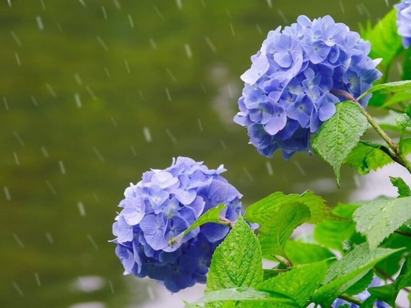 季節のご挨拶に、美しいことばを贈りませんか クッキーのおはなし ：ケーキハウス・ツマガリ