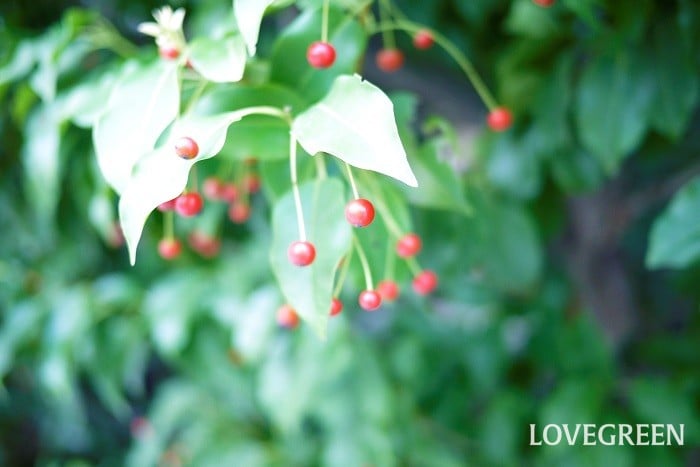 冬のガーデニングにおすすめ！赤い実をつける植物10選🍀GreenSnap グリーンスナップ