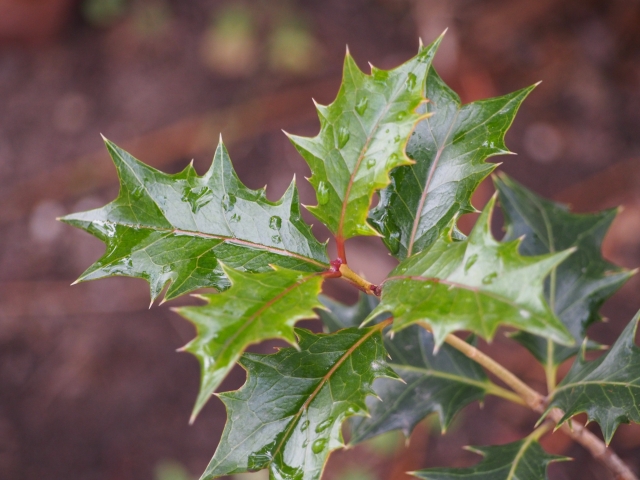 クリスマスに柊 ヒイラギ をなぜ飾る？意味や由来、キスする理由を解説！高齢者のための役立ち情報ブログ〜３歩進んで２歩下がる