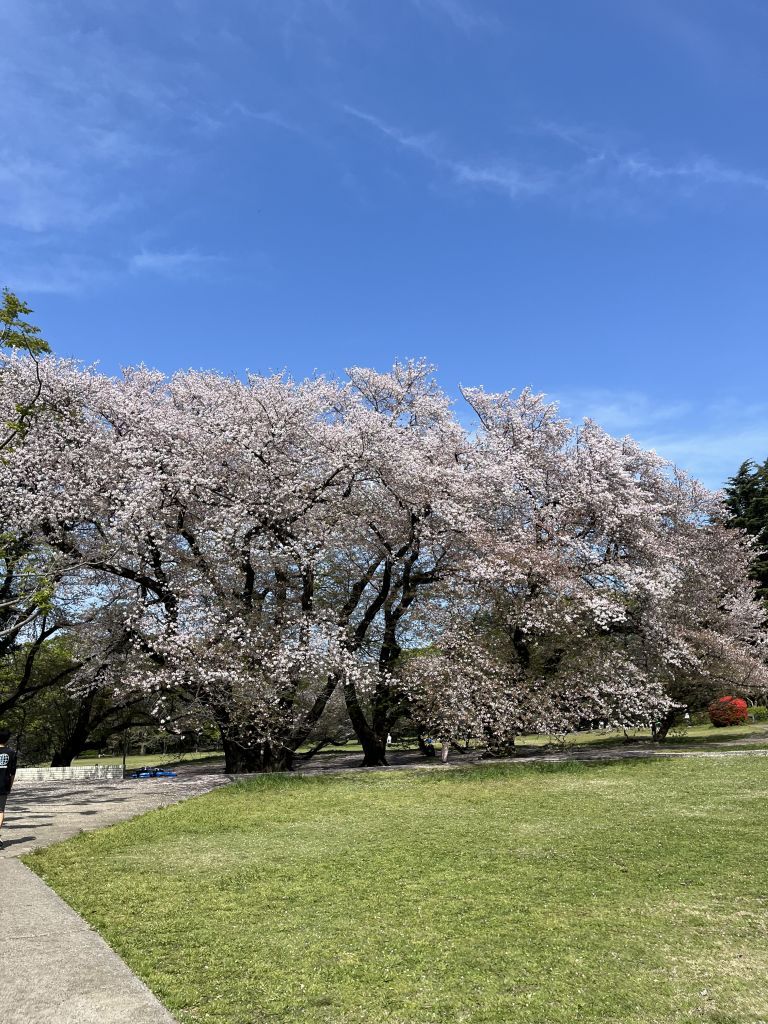 砧公園花見 桜 2025の屋台やライトアップは？混雑状況やトイレ情報も紹介！徒然なる回遊記
