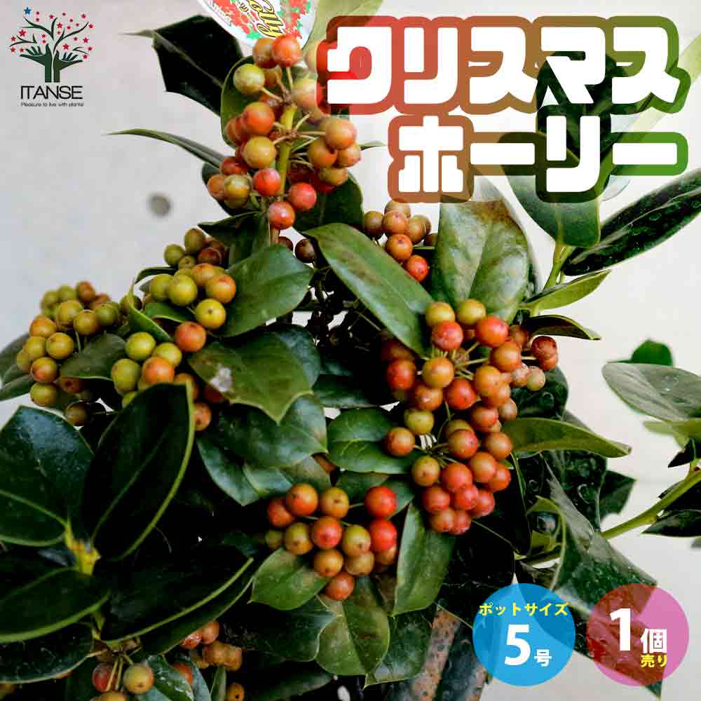 クリスマスホーリー 西洋柊オザキフラワーパーク