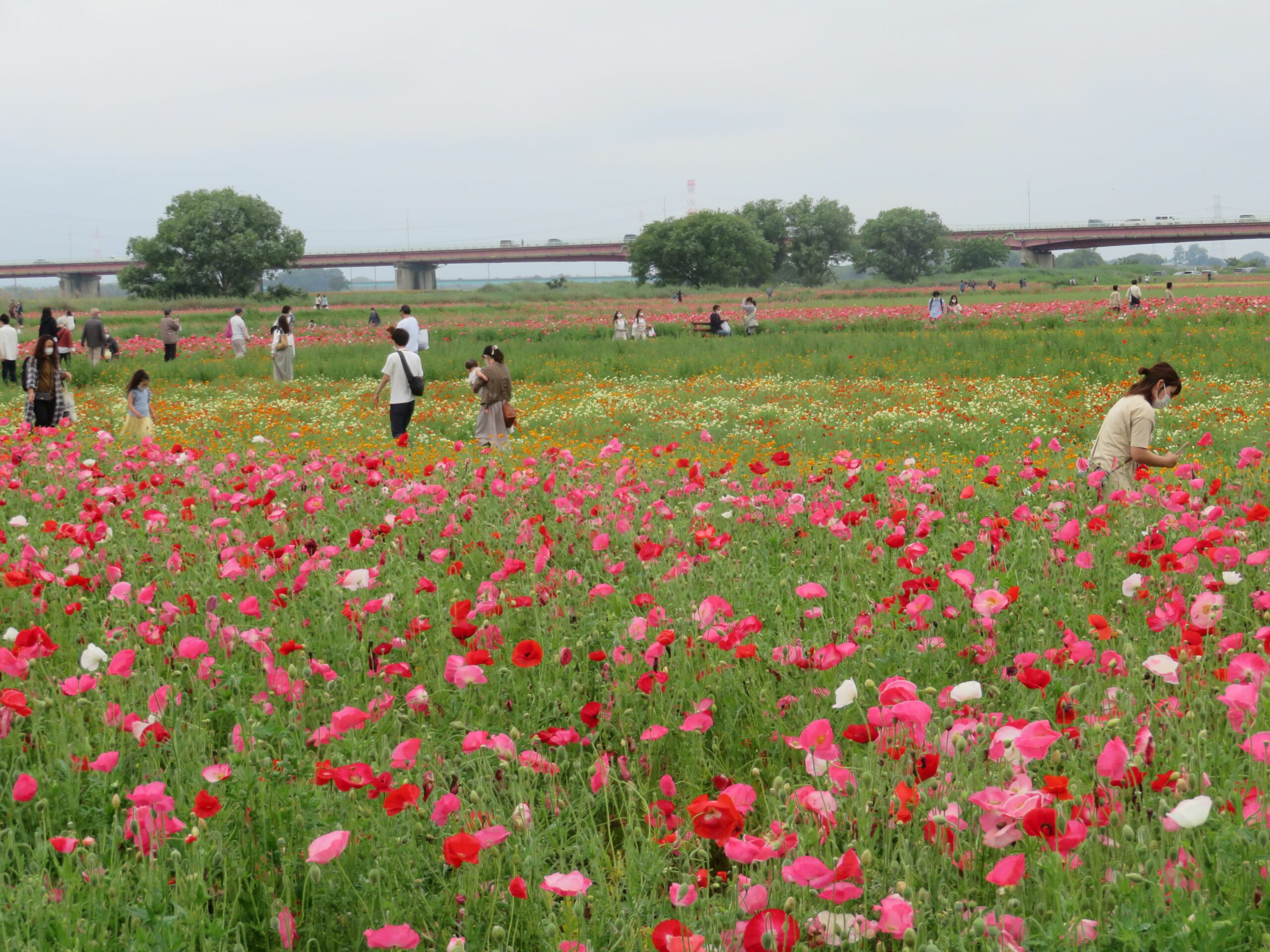 鴻巣ポピーまつりに咲くムギナデシコ畑ですはなせんせ