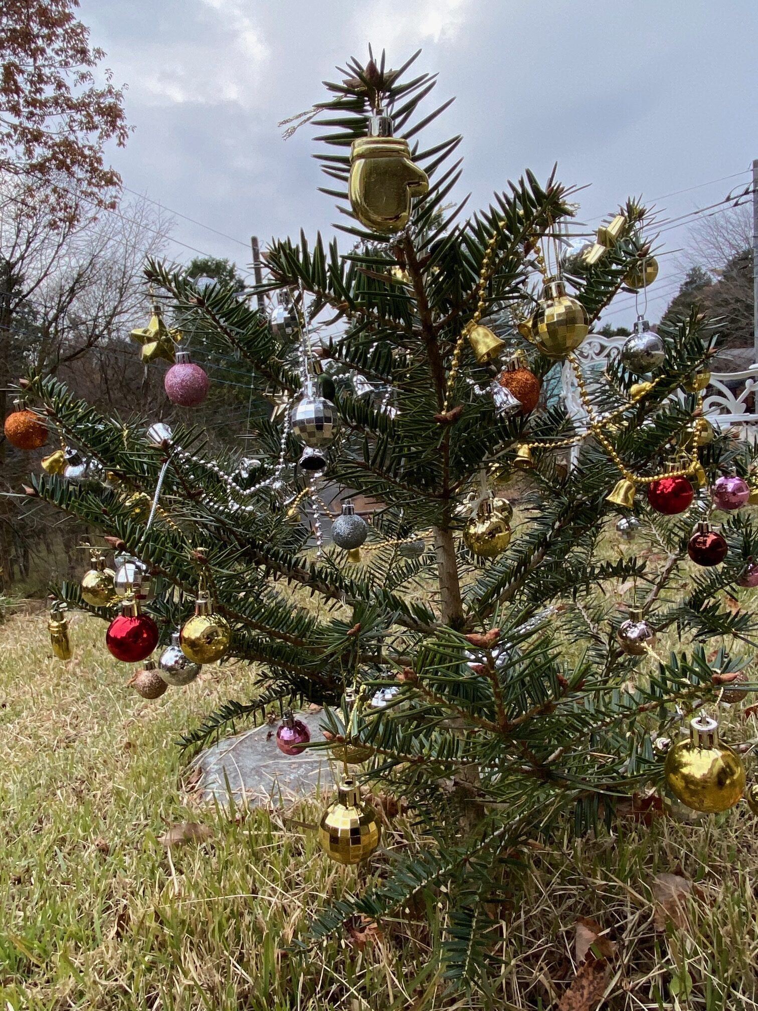 おうちの庭にクリスマスツリーはいかが？大久保硝子店山形県山形市
