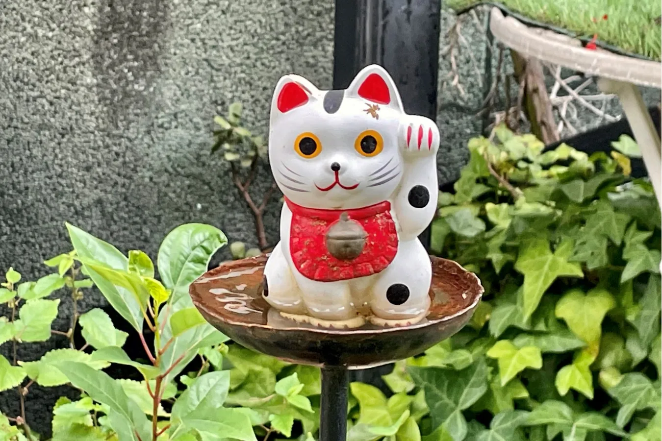 招き猫 30㌢ 伏見稲荷購入 千客万来 黒左手 大福運 一尺 神社 商売 神様