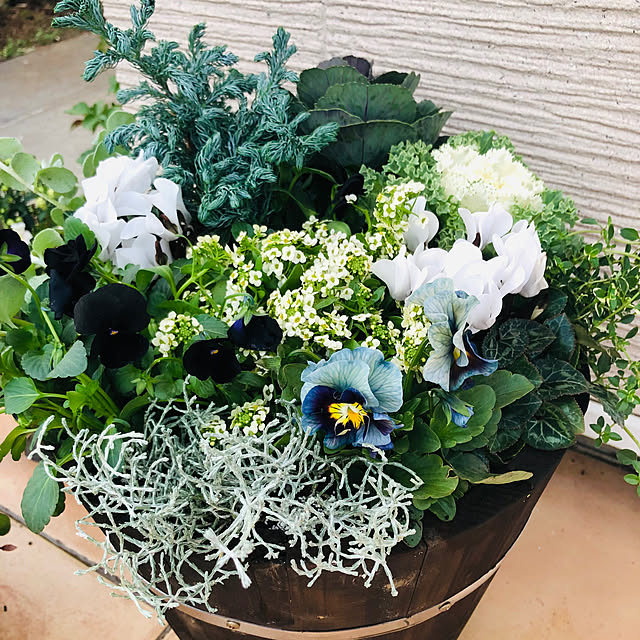 クリスマス風寄せ植えの作り方！クリスマス後の楽しみ方も農業・ガーデニング・園芸・家庭菜園マガジン AGRI PICK