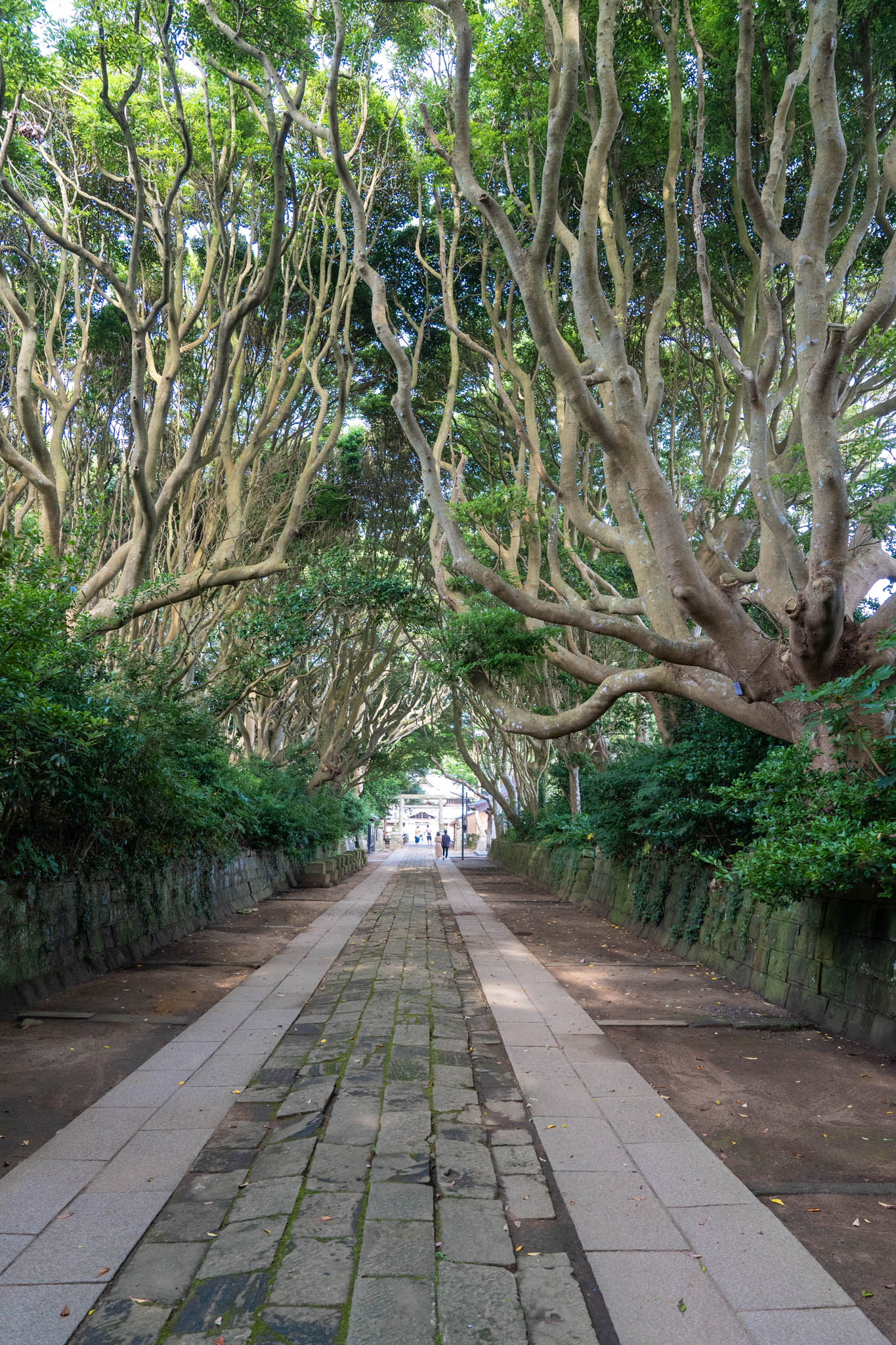 茨城県ひたちなか市鎮座 酒列磯前神社 さかつらいそさきじんじゃ で御座います⛩ ・ ご参拝の皆様が行なっていらっしゃる 金運のご利益を得る参拝方法をご紹介いたします。ご参拝のみなさまが行っている 金運のご利益を得る参拝方法の一例です。 順序が前後した場合