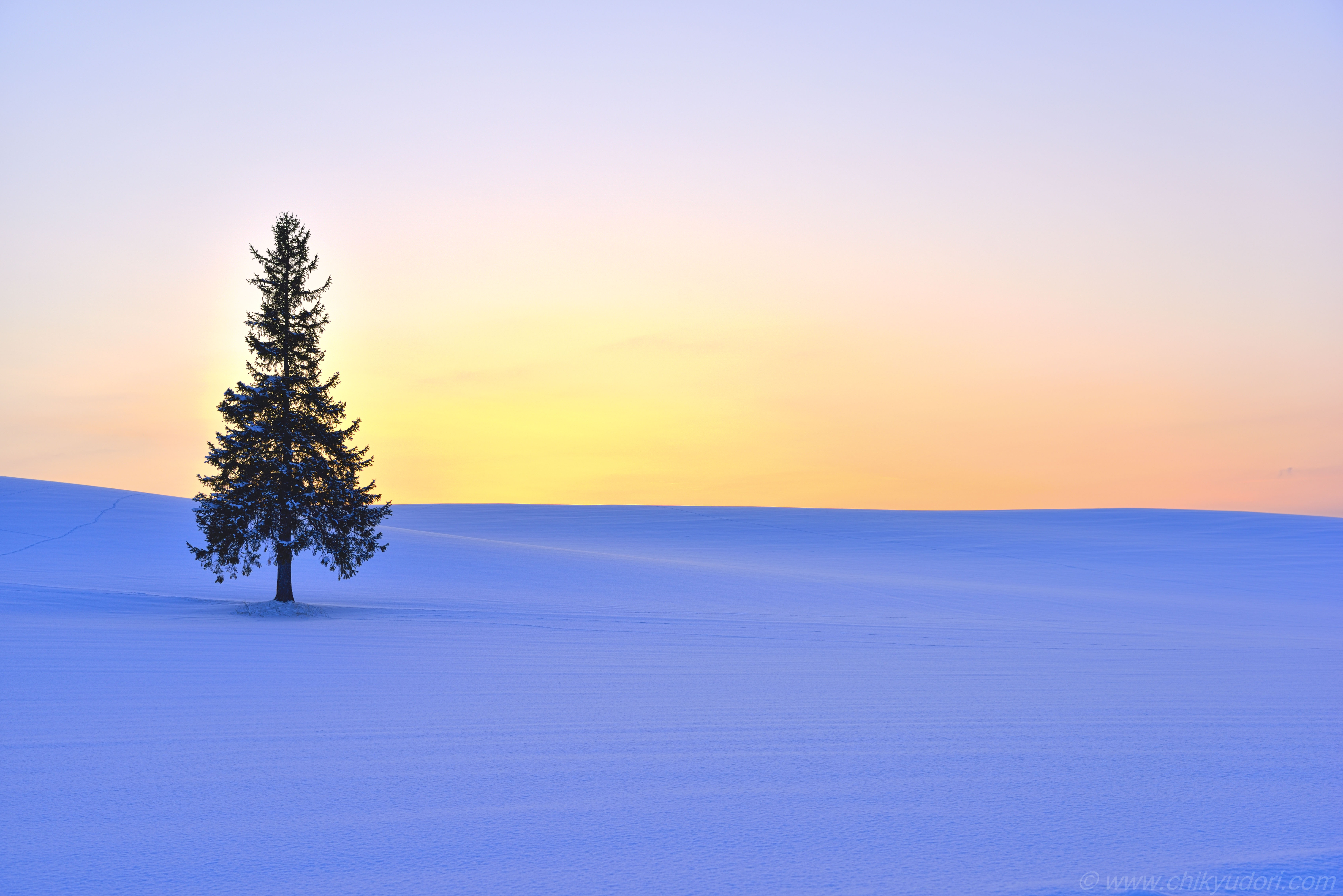 クリスマスツリーの木 の周辺スポット・アクセス・口コミ - Prism Japan