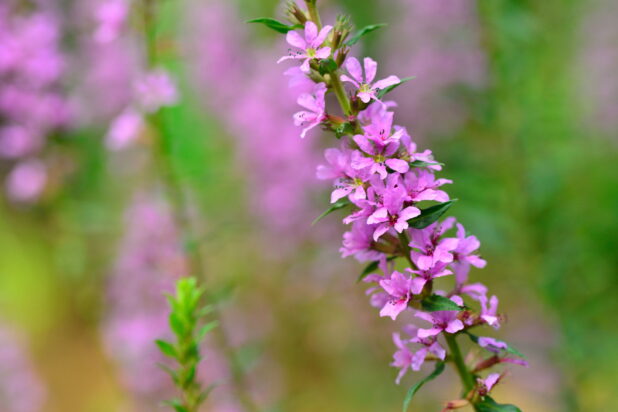 お盆に飾るミソハギの花の意味と飾り方供花としてのマナーと使い方ガイド – 花・花束の通販サイトHanaTaku