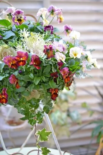 クリスマスを彩る寄せ植えの作り方初心者でもすぐにできる方法や管理のポイントを紹介コーナンTips