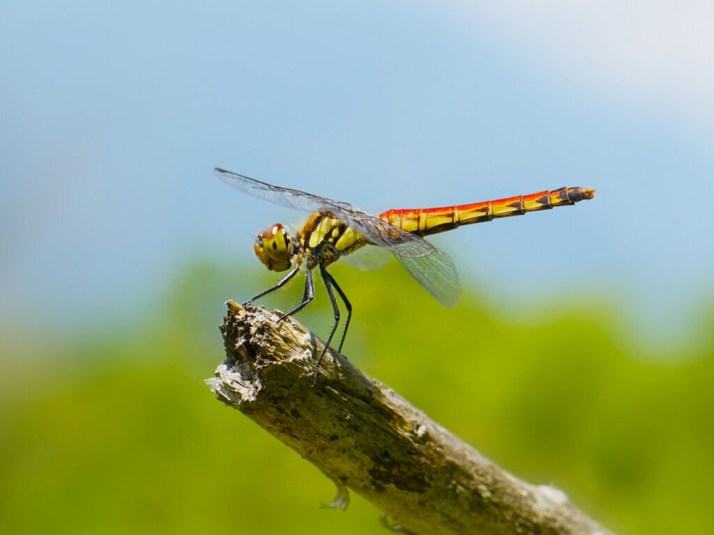 2020年 暑中見舞い・残暑見舞いの贈り物にしたい！ きっと喜ばれるグルメ＆スイーツ - おいしいマルシェ powered by おとりよせネット暑中お見舞い、残暑お見舞い、贈り物、ギフト、通販、お中元のお返し、お取り寄せ