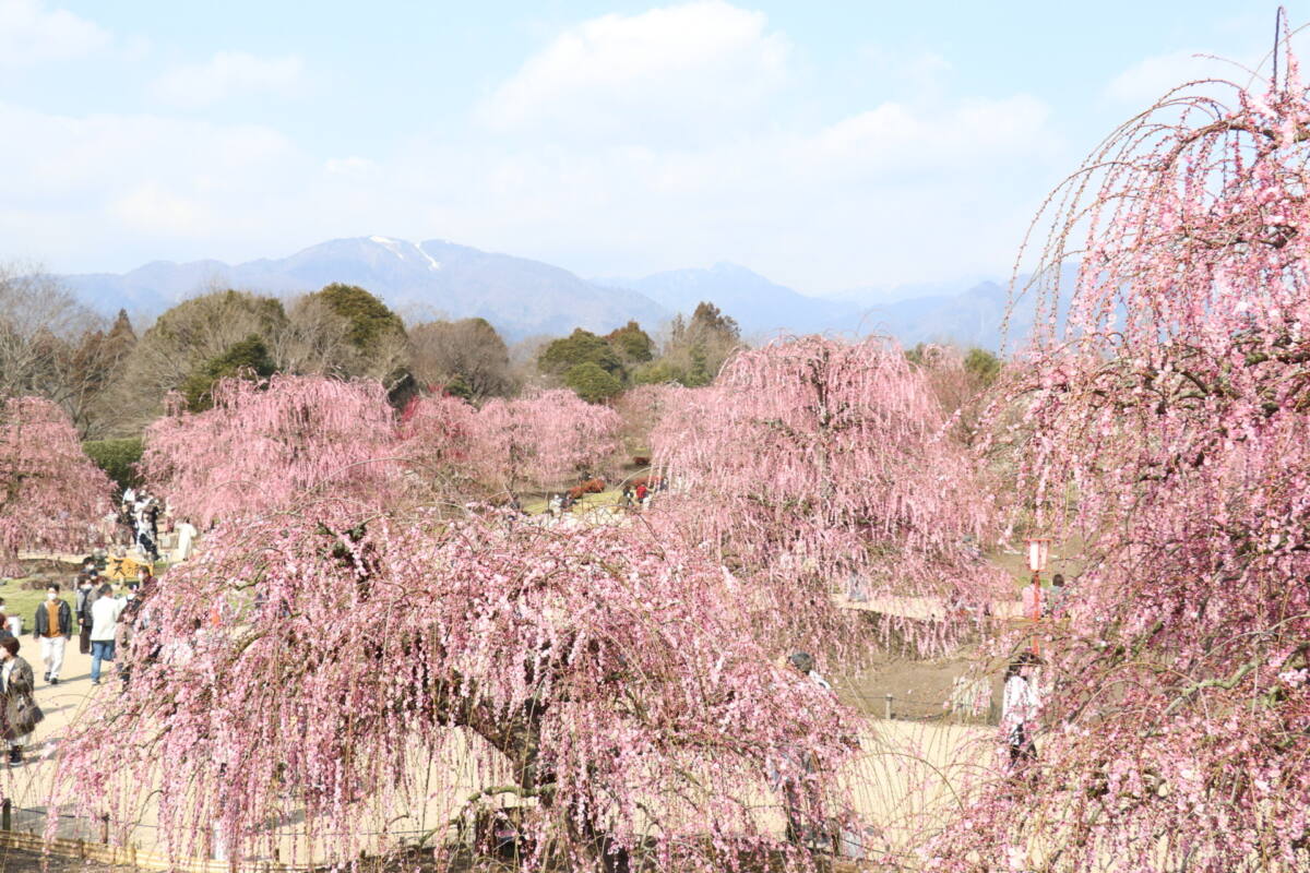 鈴鹿の森庭園 しだれ梅 枝垂れ梅 の見所・時期・ツアーをご紹介 花めぐりの旅- クラブログ ～スタッフブログ～クラブツーリズム