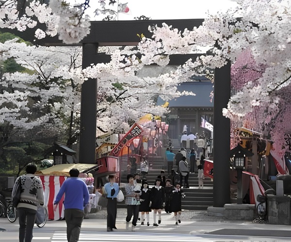 2024 円山公園の桜花見の屋台や桜の開花状況・見頃・ライトアップまで徹底調査！マニアな毎日
