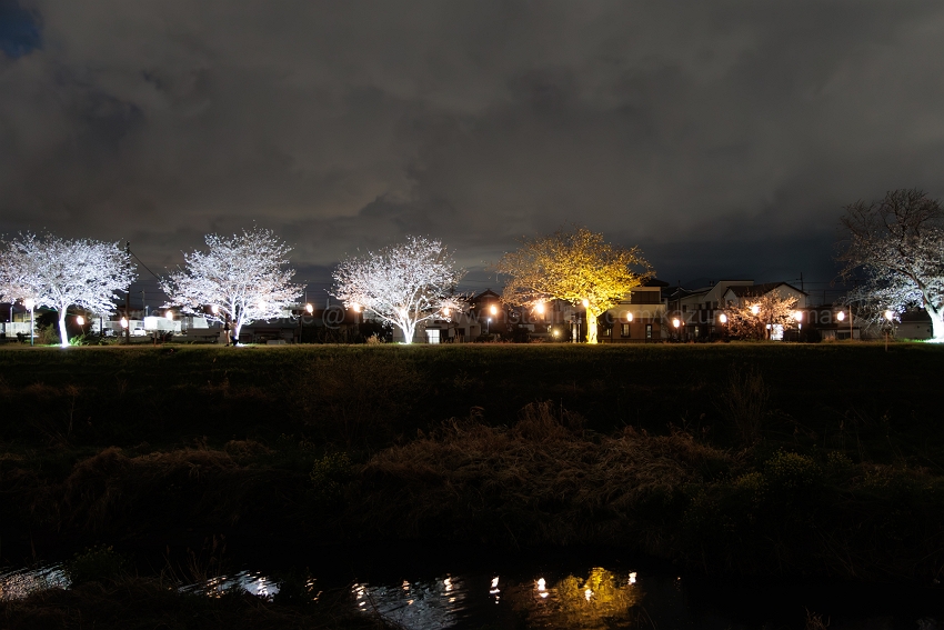 桜まつり・春まつり まだ間に合う！ 湘南＋県内周辺エリアで4月上旬に開催される「桜まつり・春まつり」情報集めました！！ 2025年版湘南エリア横浜・湘南で子供と遊ぶ - あそびい横浜・湘南