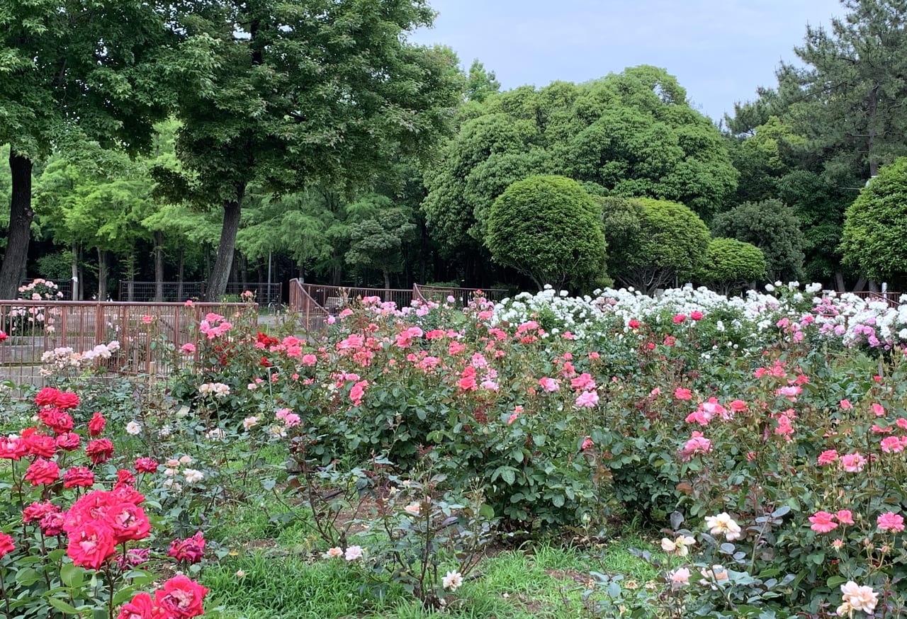 バラが見られる公園尼崎市公式ホームページ