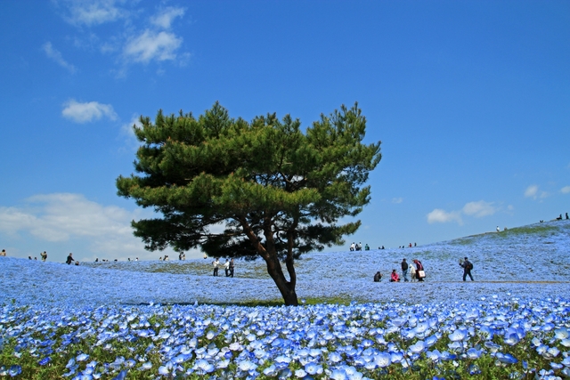 フォトプラン 花畑スタジオAQUA 東京・関東前撮り・フォトウェディング