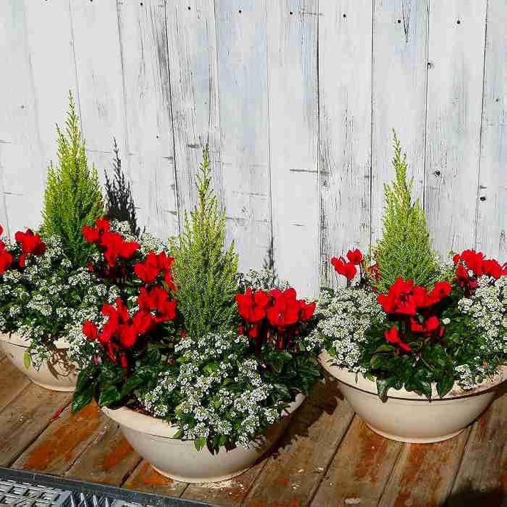 クリスマスカラーの花壇🎄CAINZ DIY Square