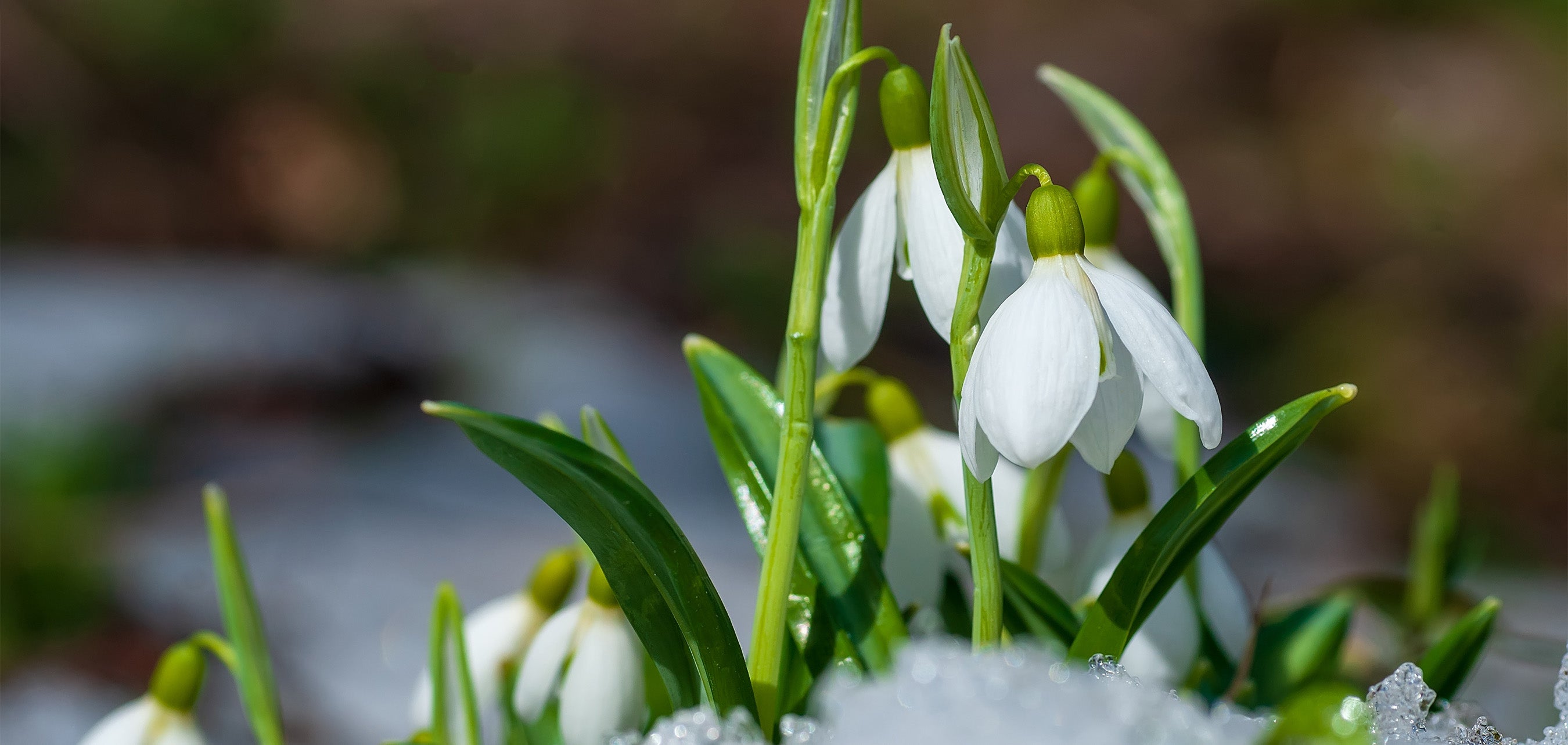 1月1日の誕生花は雪の花・スノードロップ特徴や花言葉をご紹介胡蝶蘭・スタンド花のプレミアガーデン