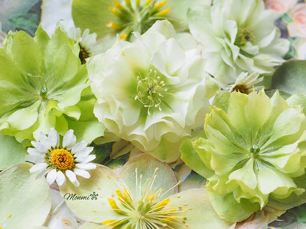 ♡ドライフラワー♡クリスマスローズの三日月リース♡母の日のラッピングサービス