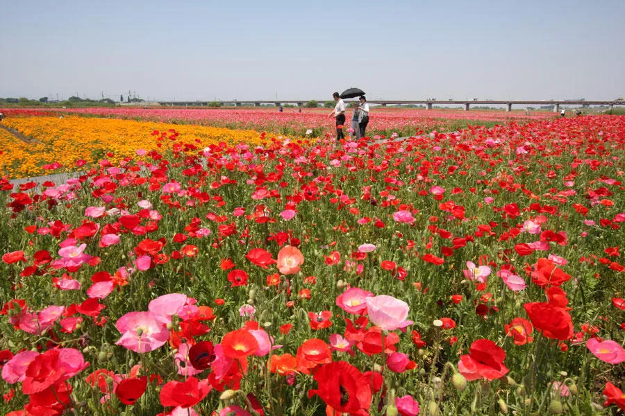 花の絶景！ 吹上の “ポピー” ＆ “麦なでしこ”: いつか来た道～アッキーの気ままなひとり旅