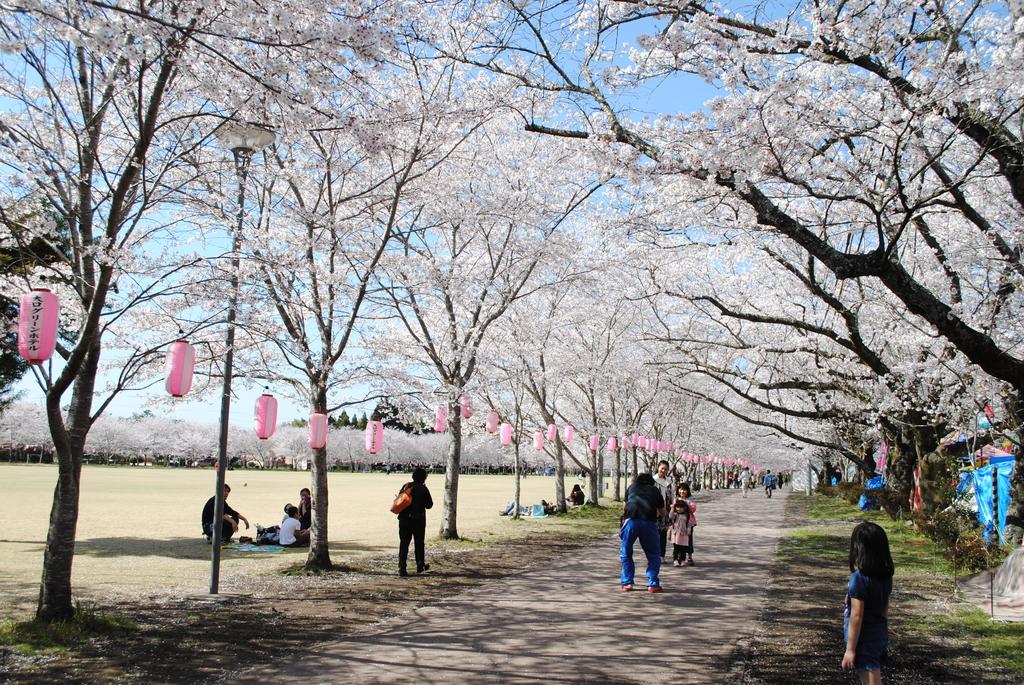 鹿児島の春を満喫！ 忠元公園桜まつりウィークの見どころ