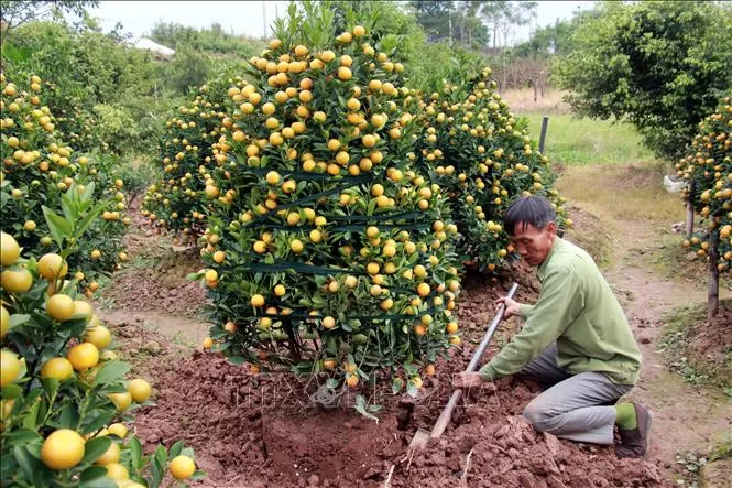 ベトナムのテト休暇 旧正月 とは？2026年以降のAIによる未来予想もSAITORAI recruitment agency