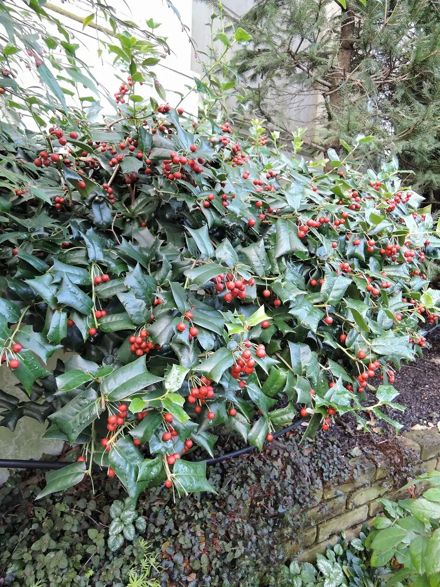 クリスマスホーリーの育て方