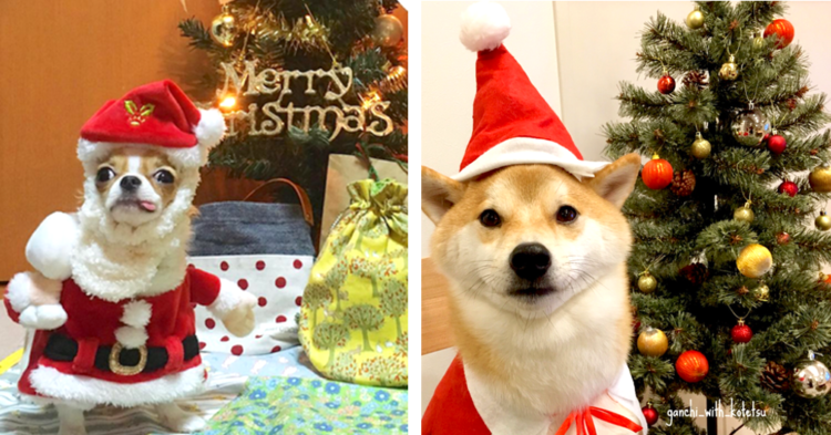 ペットと楽しむクリスマスの過ごし方とアイデア2025 年のリアルなLemon8ユーザー体験