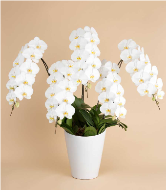 開店祝いのお花や胡蝶蘭・観葉植物・アレンジメントなどのお祝い花とマナーなら花秘書