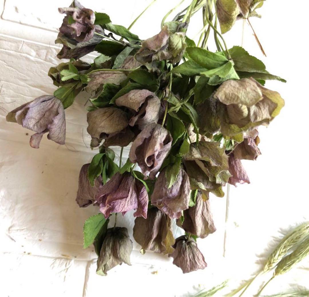 ドライ KUNIFLOWERS 六合クリスマスローズ 6輪 紫 00361 - 花材通販はなどんやアソシエ