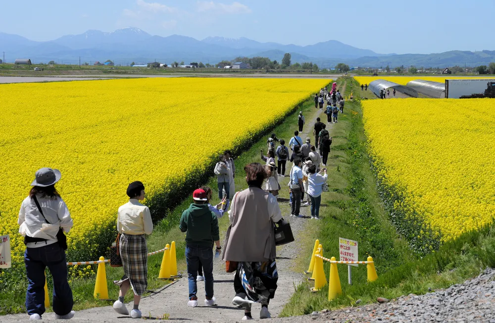 滝川市菜の花まつり - たきかわ菜の花まつり