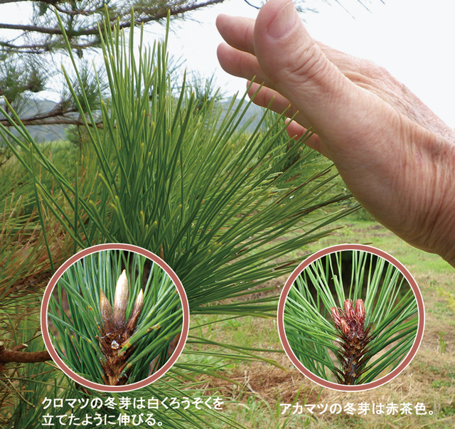 門松の意味や由来とは？いつからいつまで飾る？処分方法について