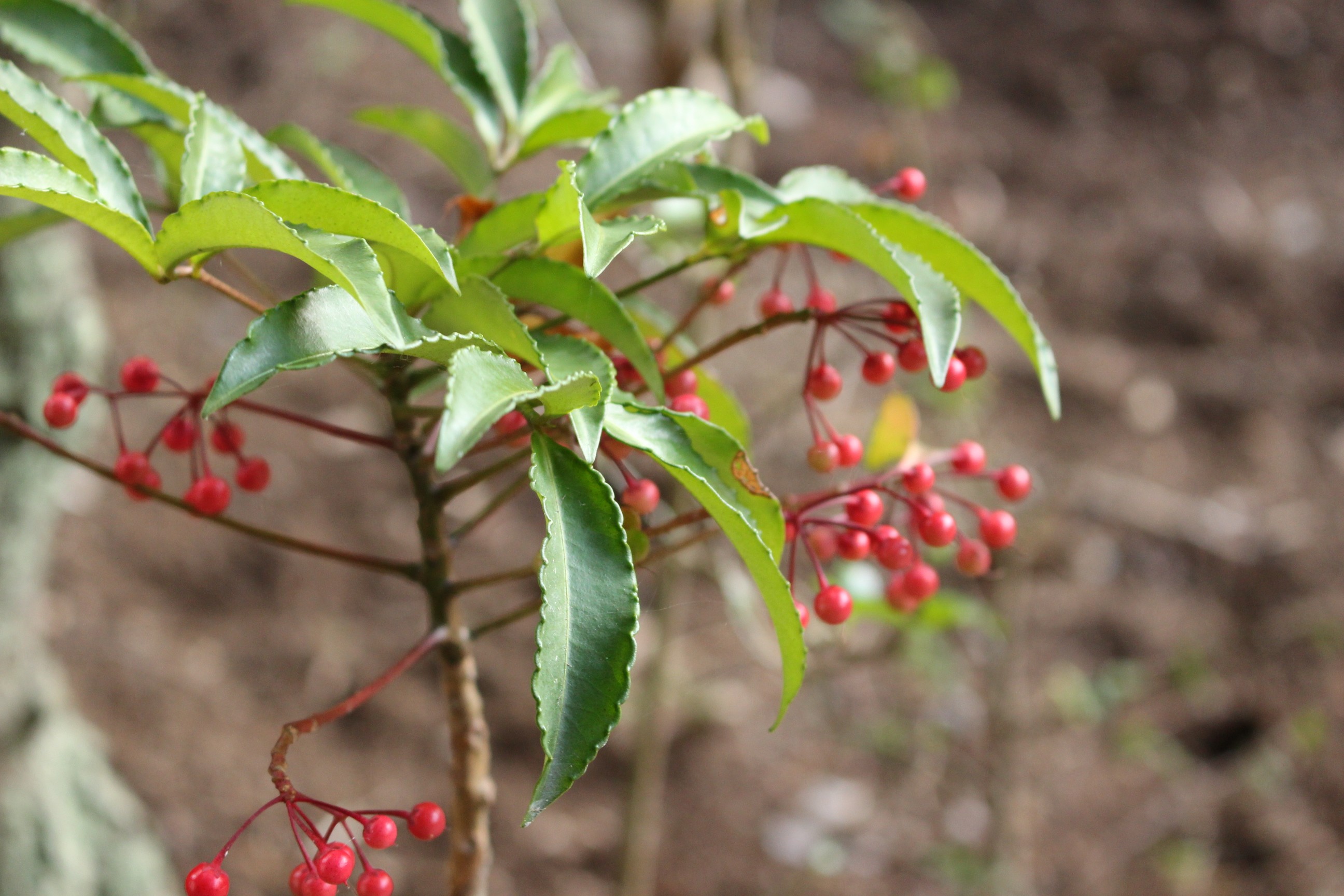 千両と万両の違い・見分け方正月の赤い実「南天・ヤブコウジ」も掲載 - 花だより
