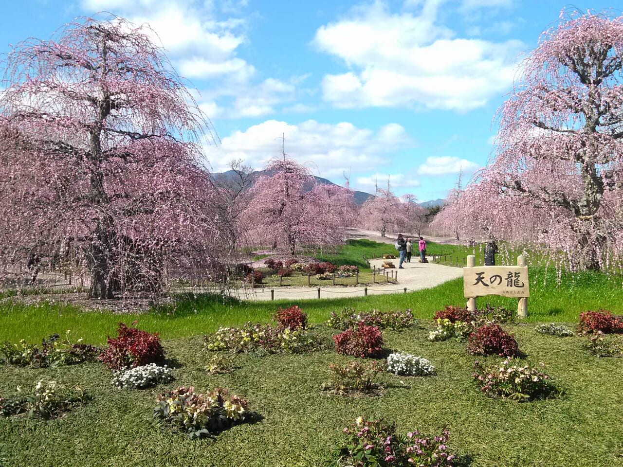 期間限定の一般開放、鈴鹿の森庭園で「しだれ梅まつり」開催！2月22日から-みんなの趣味の園芸