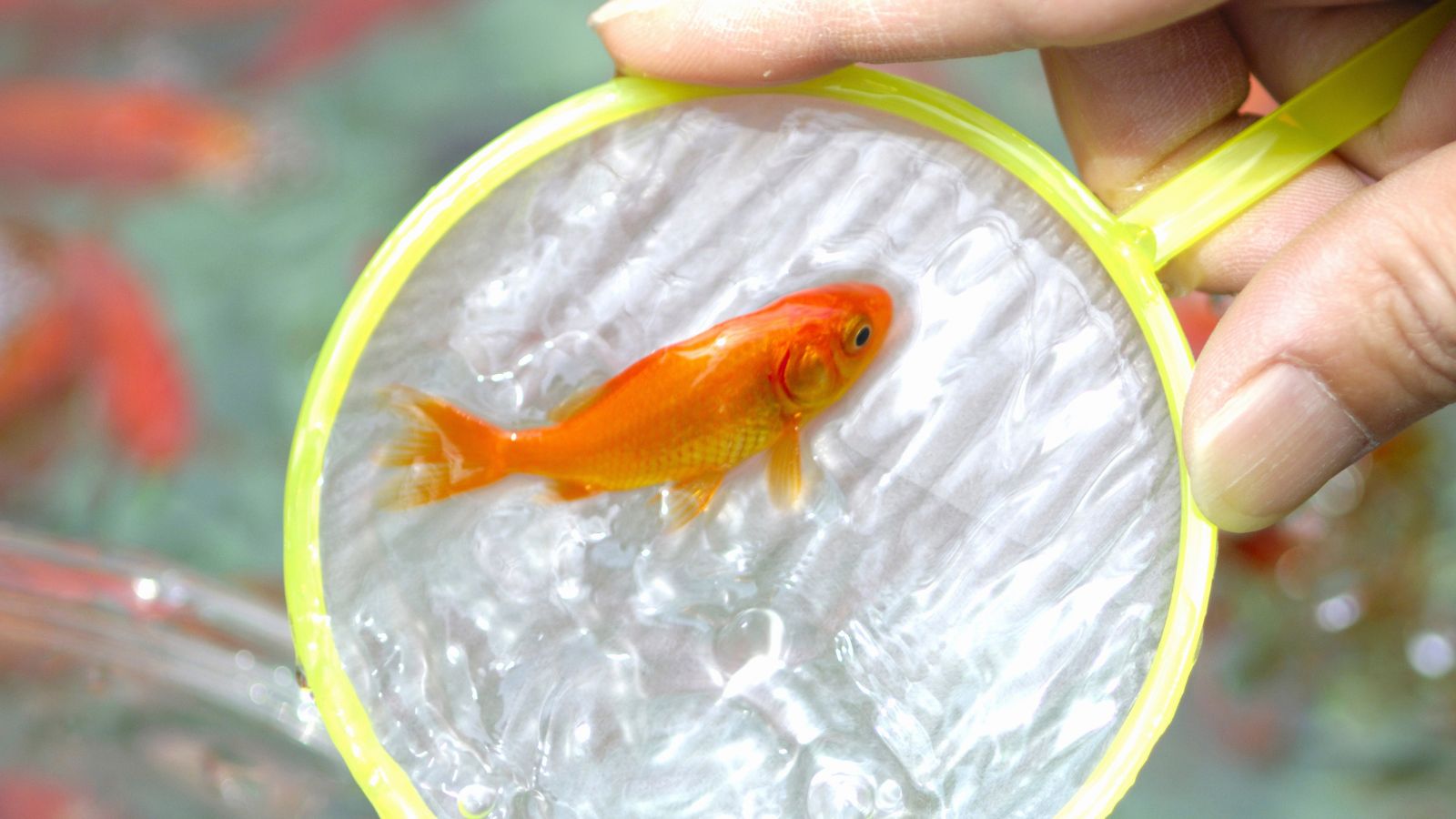 屋台の金魚を長生きさせる方法初心者向け「どんぶり金魚」飼育方法！プロのコツ子供とお出かけ情報「いこーよ」