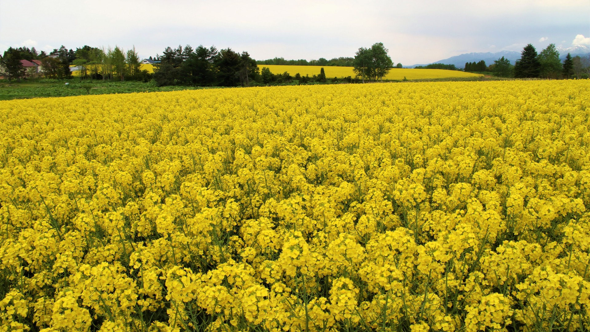 北海道滝川市に「幸せ色の黄色い絨毯」が出現 日本有数157ヘクタールの菜の花畑が見頃に - Yahoo! JAPAN