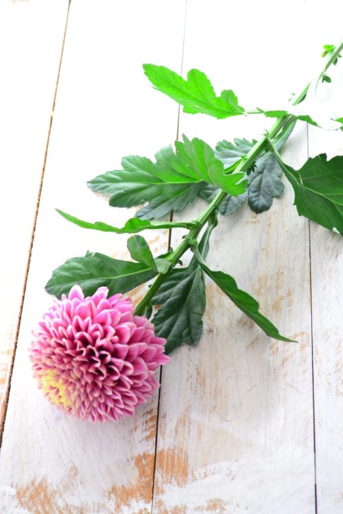 菊の花を家に飾るのはあり？縁起が悪いと言われるのはなぜ？素敵な飾り方も紹介いちかばちか晴れブログ