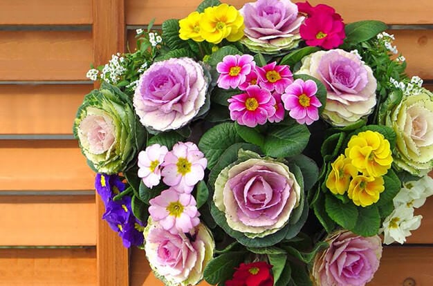 早期予約 専門店のお正月 舟形 寄せ植え 玄関 縁起の良い 葉牡丹 寄せ植え ワンランク上 お正月用ピックつき お正月 冬の寄植え ギフト 鉢植えアレンジ おしゃれ お歳暮 門松とも 送料無料 北海道・沖縄・東北発送不可