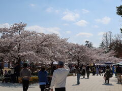 開成山公園の花見・桜情報 2025 ウェザーニュース