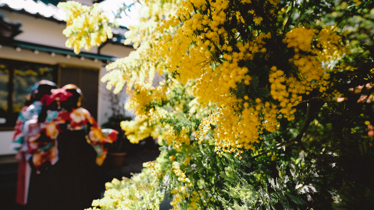 武蔵野桜まつり東京都 - JAPAN 47 GO