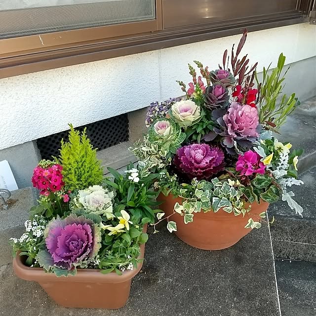 クリスマスやお正月に「ハボタンの寄せ植え」で冬のおうち時間を彩りませんか？インフォメーション