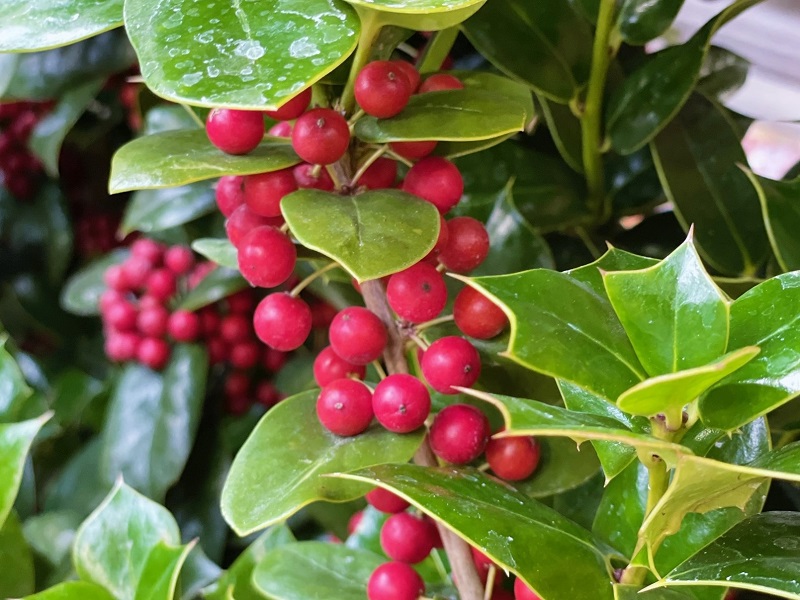 クリスマスホーリー」という名の植物は？ キリスト教では重い意味を持つ大切な木