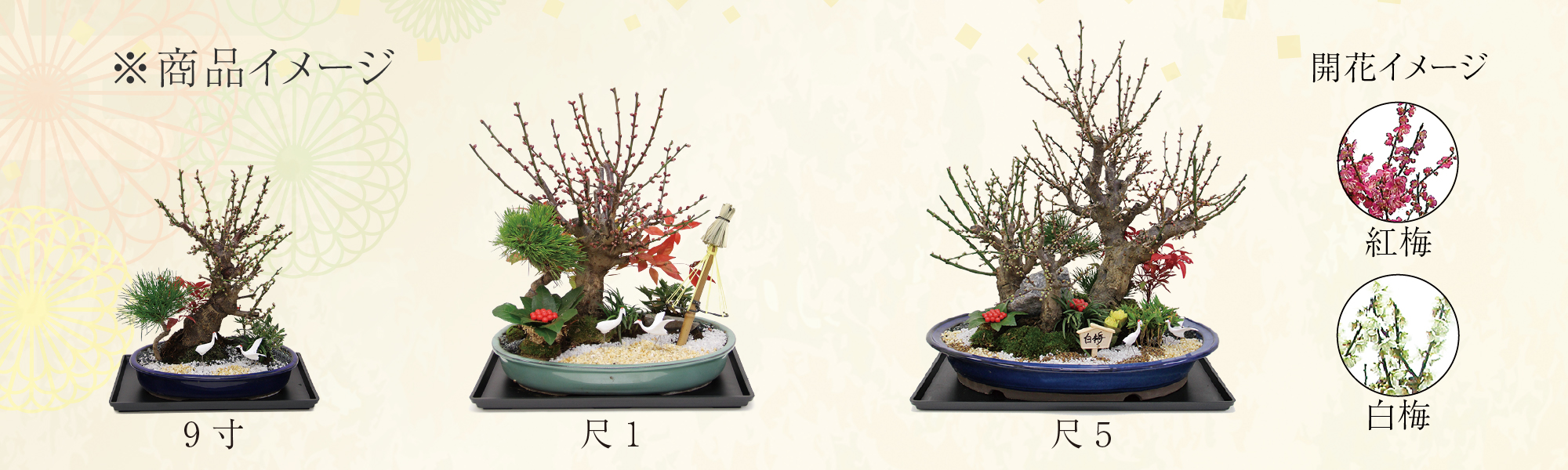 お正月ギフトミニ盆栽通販 小品盆栽の通販なら京都花室おむろ