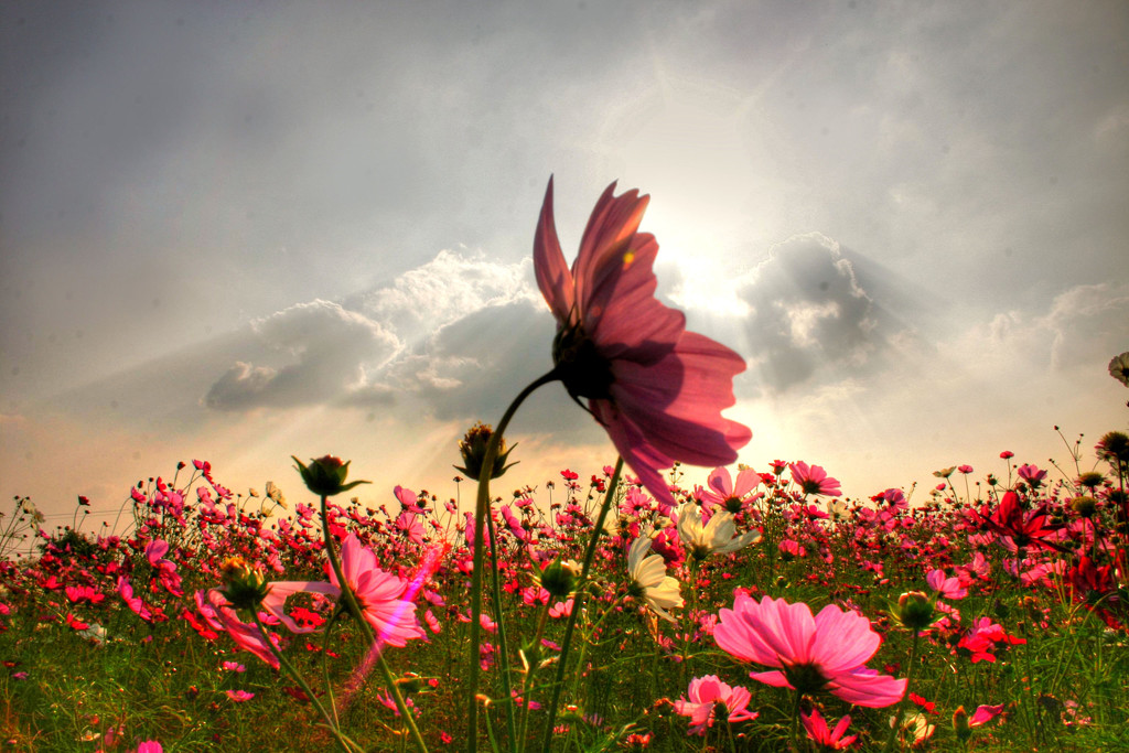 花畑でフォトウェディング・前撮りラヴィファクトリ