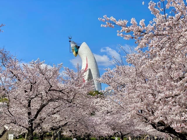 福生市の桜開花・満開 名所の天気情報 2025 - 日本気象協会 tenki.jp