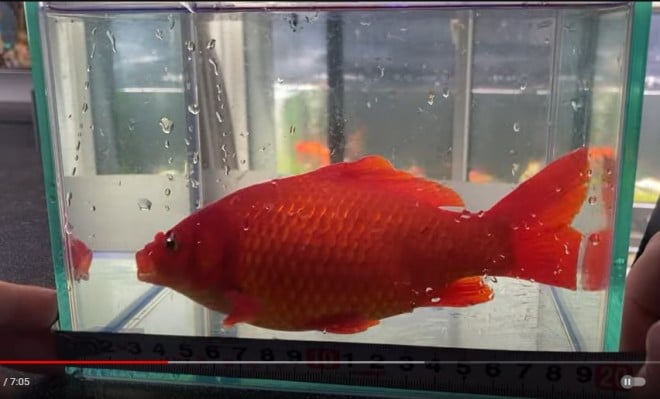 金魚すくいでとった金魚の寿命を延ばす飼育方法お祭りの出店や屋台の金魚でも長生きできる │ ソルナリウム