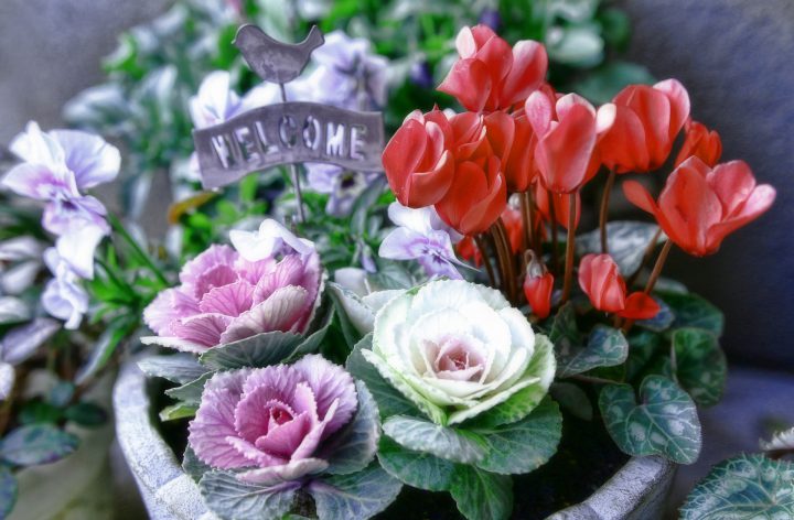 冬の寄せ植えおすすめの花、作り方と管理のコツLOVEGREEN ラブグリーン