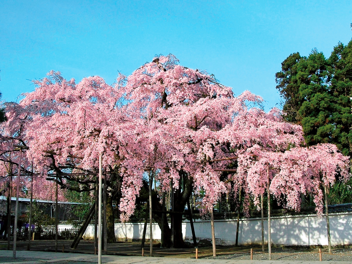 ここにもご注目！みんなで賑やかに、楽しいお花見。 豊臣秀吉が文禄3年に行った、総勢5千人ともいわれる壮大な吉野花見 の様子を描いた屛風。大画面を埋め尽くす満開の桜と華やかな金雲とともに天下統一を成し遂げた秀吉の姿が描かれています。 輿に乗った秀吉