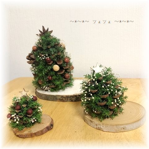 所員手作りの「海浜クリスマスツリー」です。土台はペットボトルのキャップ、ツリーは松ぼっくり、飾りは、小さい貝 フミガイ、フジノハナガイ、ワスレガイ、ハマグリ、カキ等 で、高さは５㎝位です。メイン広場で撮影しました。クリスマスクリスマスツリーペット